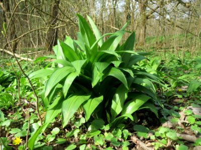 20150403Allium_ursinum4