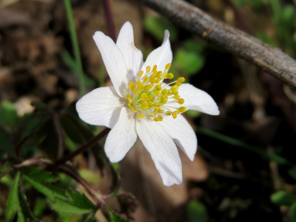 20150403Anemone_nemorosa2