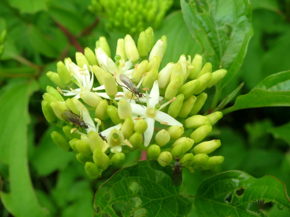 20140427Cornus_sanguinea1