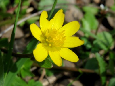 20150403Ficaria_verna1