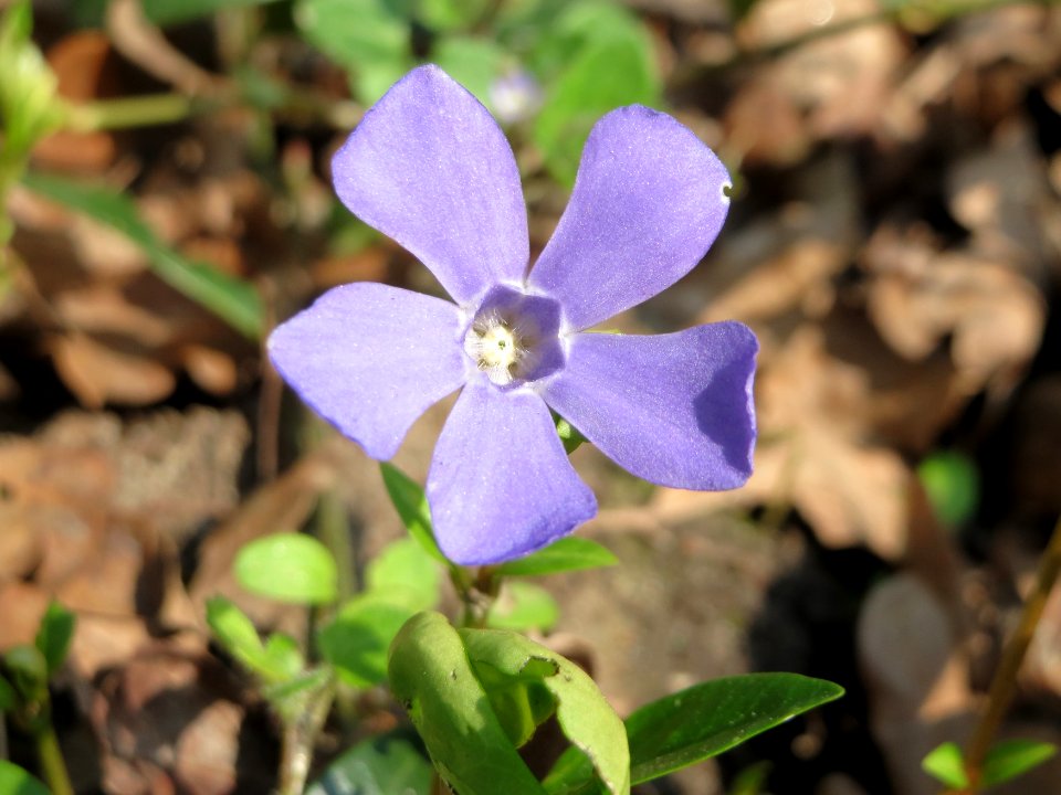 20150408Vinca_minor1
