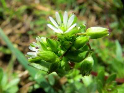 20150403Stellaria_media