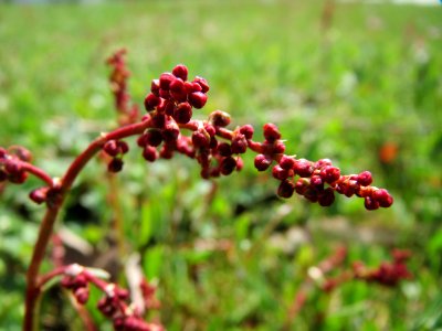20150403Rumex_acetosella3
