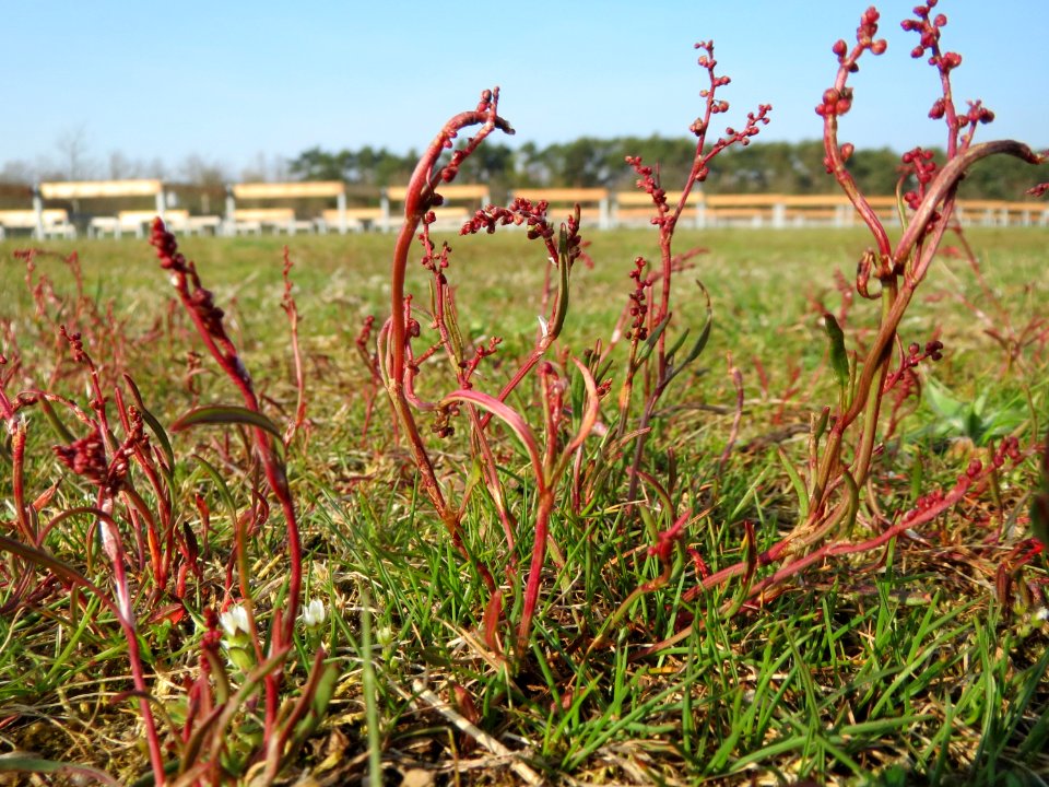 20150408Rumex_acetosella