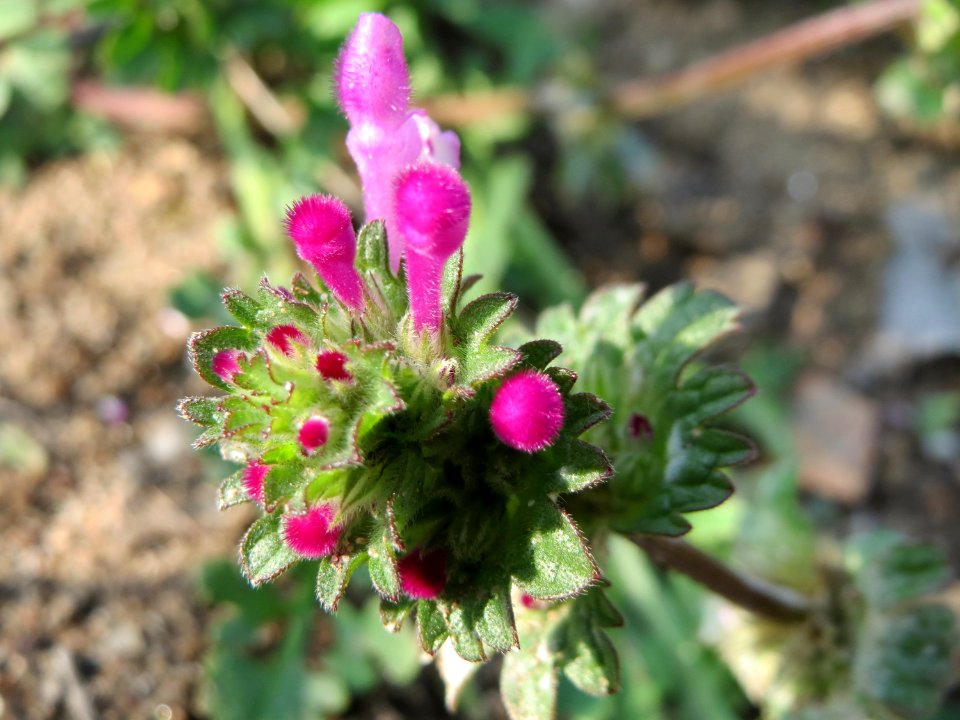 20150408Lamium_amplexicaule4