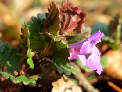 20150406Glechoma_hederacea2