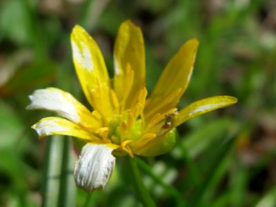 20150403Ficaria_verna2