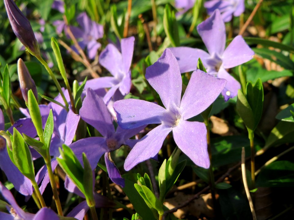 20150406Vinca_minor4