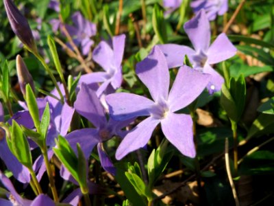 20150406Vinca_minor4