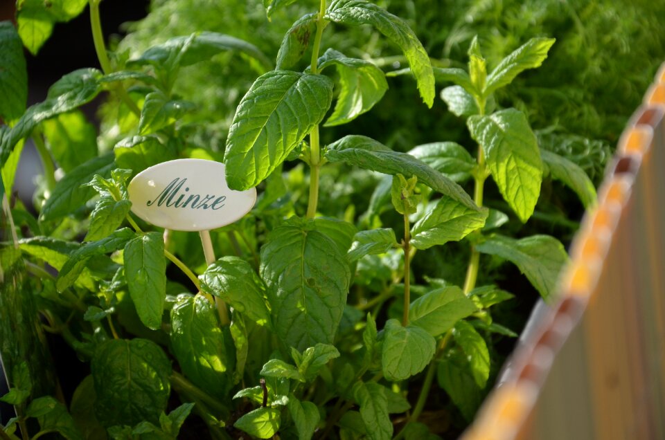 Garden nature plant