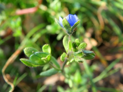 20150408Veronica_triphyllos1