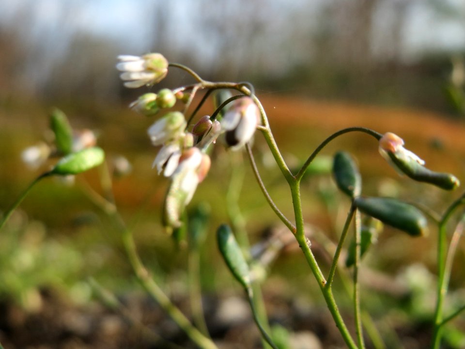 20150406Draba_verna