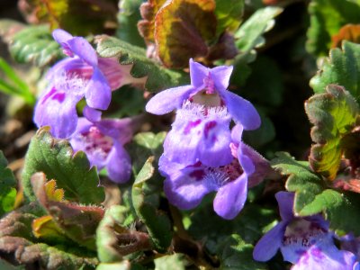 20150408Glechoma_hederacea1