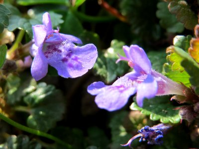 20150408Glechoma_hederacea2