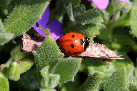 Insect nature red