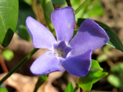 20150408Vinca_minor3