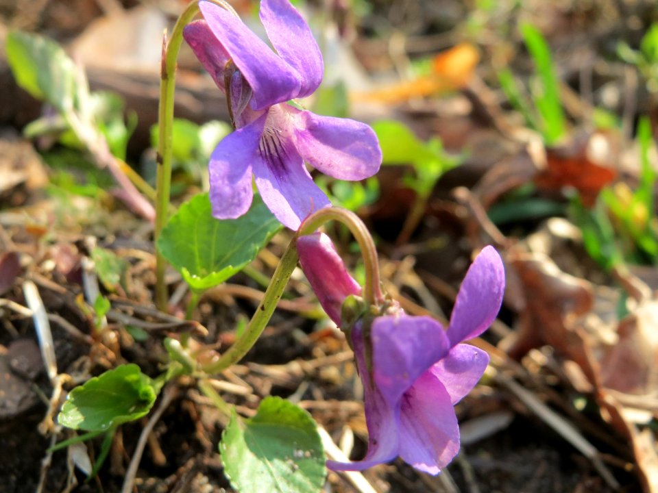 20150406Viola_reichenbachiana1