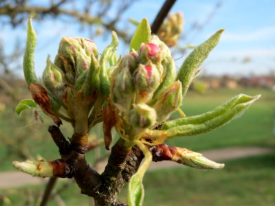 20150407Malus_domestica2