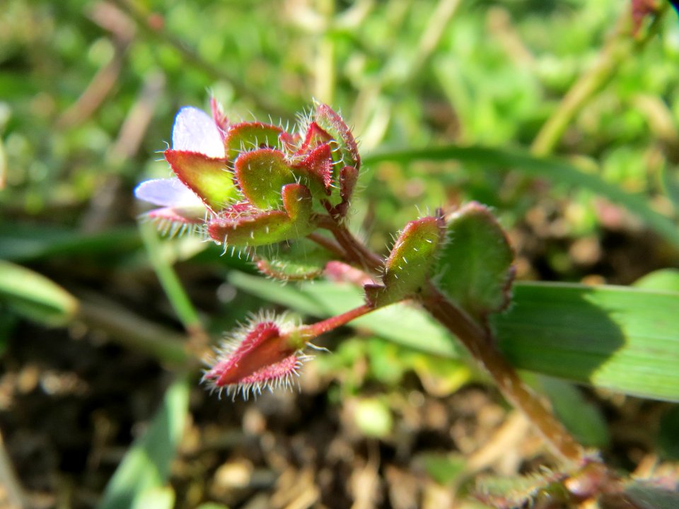 20150407Veronica_hederifolia