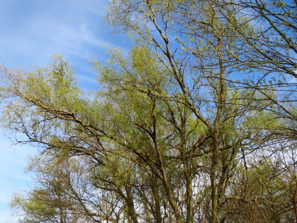 20150407Salix_matsudana_tortuosa3