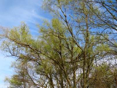 20150407Salix_matsudana_tortuosa3
