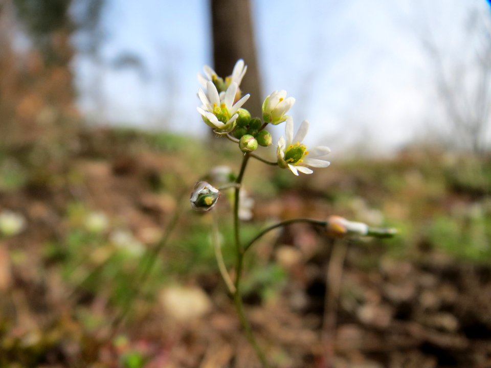 20150403Draba_verna2