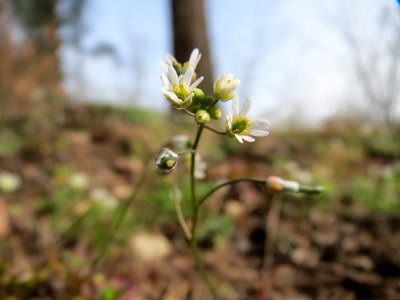 20150403Draba_verna2