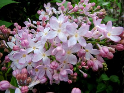 20140405Syringa_vulgaris3