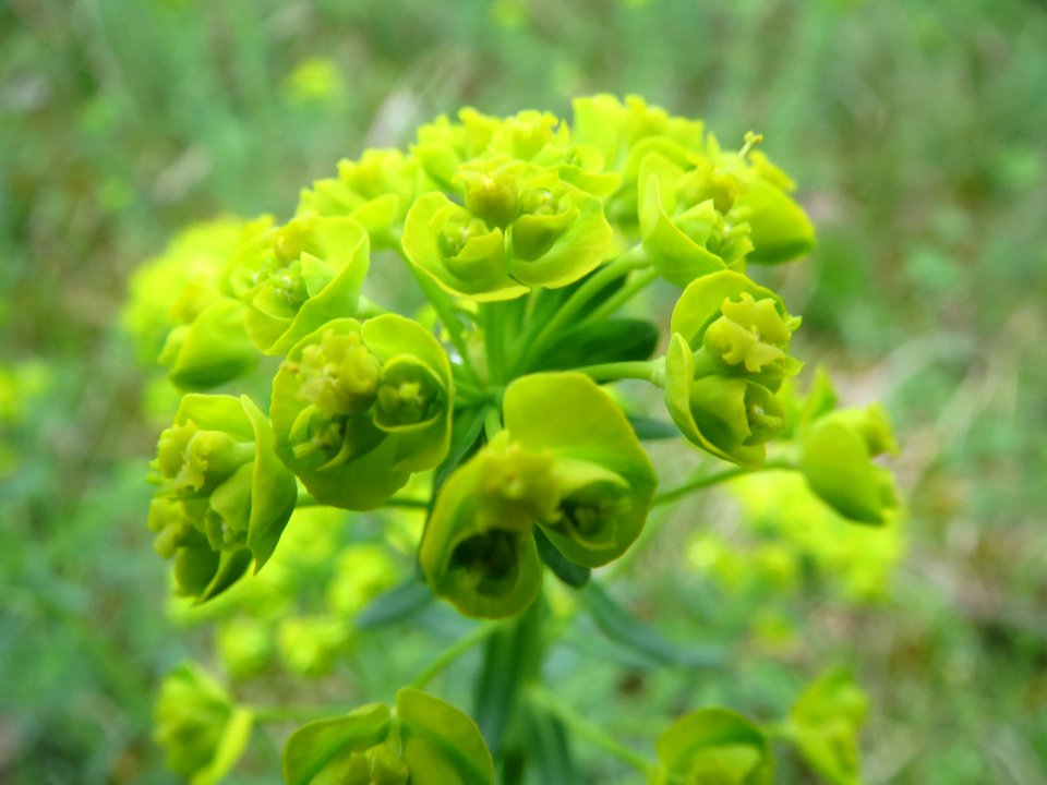 20140405Euphorbia_cyparissias1