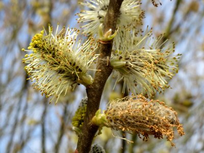 20150407Salix_caprea