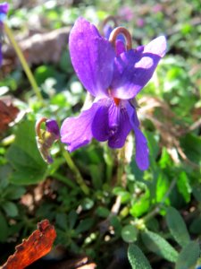 20150402Viola_odorata5