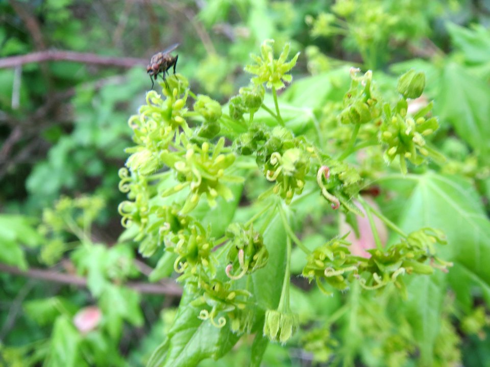 20140405Acer_campestre1