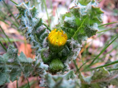 20140404Senecio_vernalis2 photo