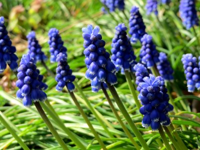 20150403Muscari_armeniacum3