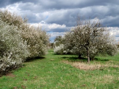 20150402Prunus_cerasifera2