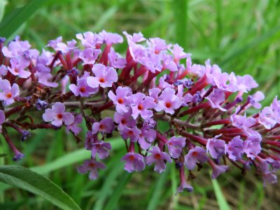 20140726Buddleja_davidii2