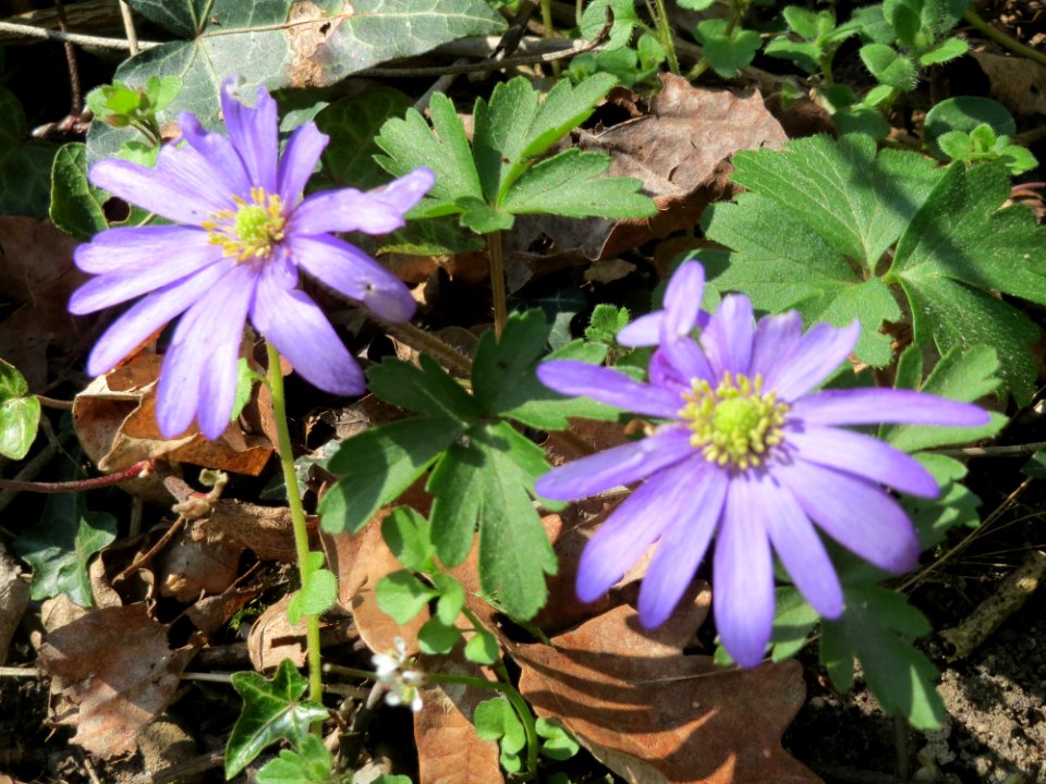 20150409Anemone_blanda4