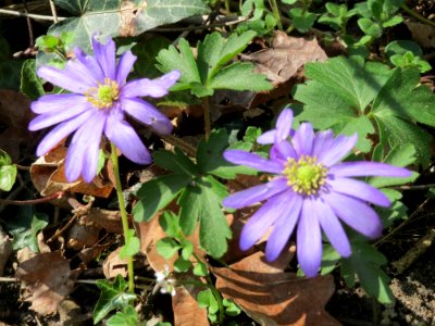 20150409Anemone_blanda4