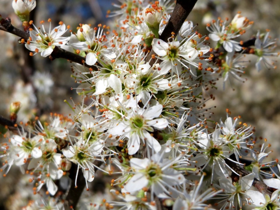 20150402Prunus_spinosa2