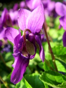 20150408Viola_odorata2