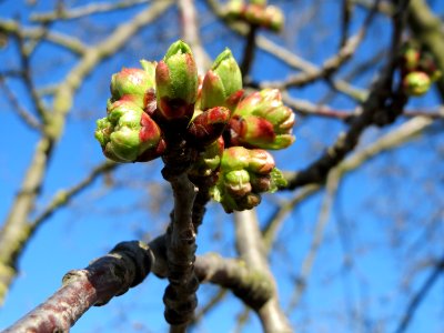 20150402Prunus_sect_Cerasus1