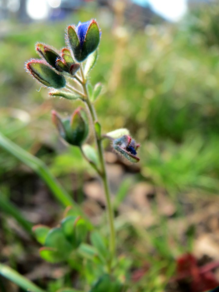 20150408Veronica_triphyllos2