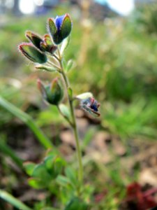 20150408Veronica_triphyllos2