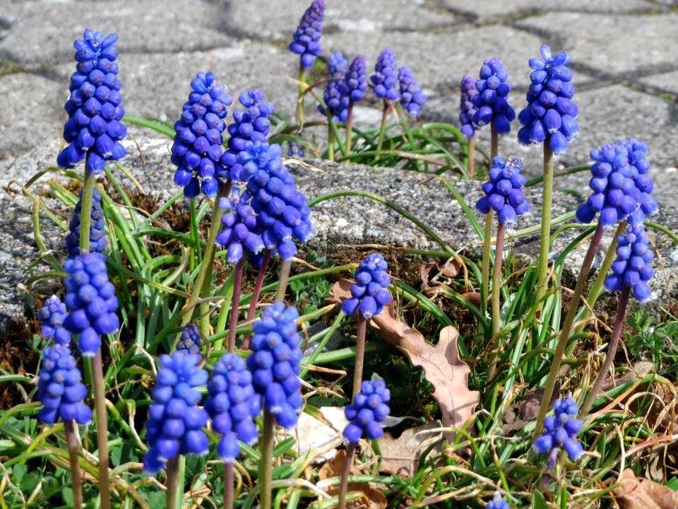 20150403Muscari_armeniacum5