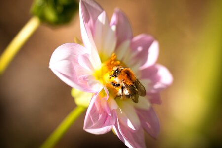 Bloom macro insect