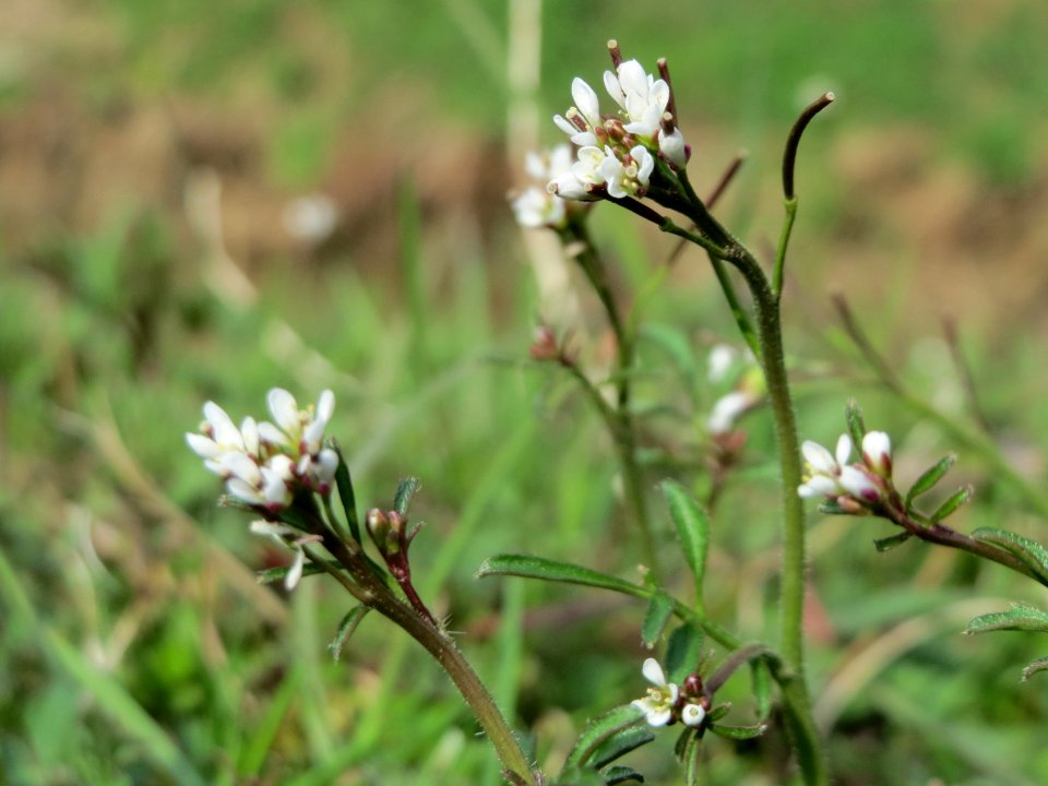 20150403Cardamine_hirsuta