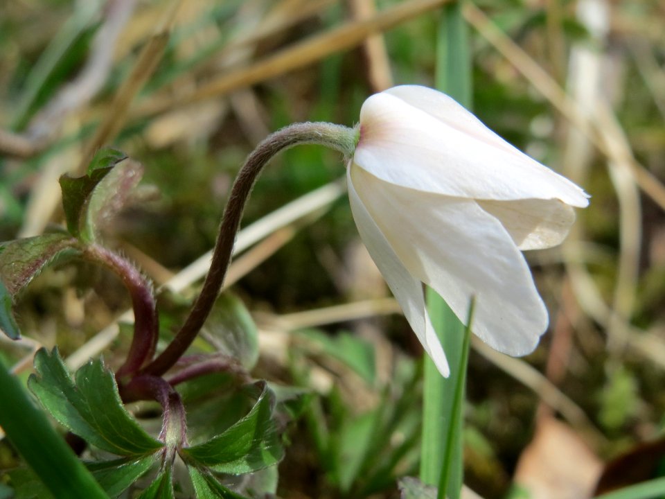 20150403Anemone_nemorosa3