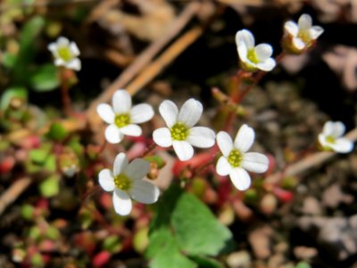 20150409Saxifraga_tridactylites1