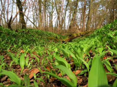 20150403Allium_ursinum2
