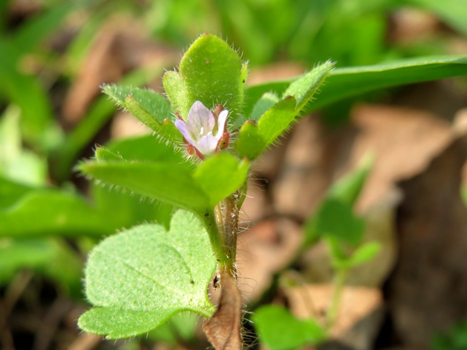 20150406Veronica_hederifolia2